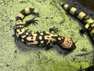 Creature Gila monsters