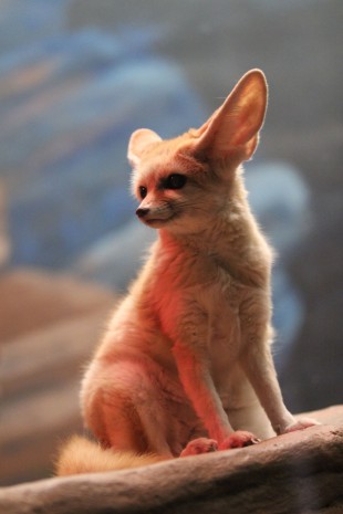 Fennec fox Maria Simmons