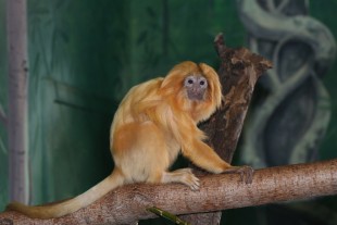 Golden lion tamarin Megan Mullin