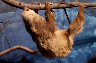 Hoffmanns two toed sloth Terri Redhead