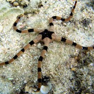 Harlequin Brittle Star