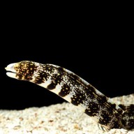 Snowflake moray eel care new arrivals