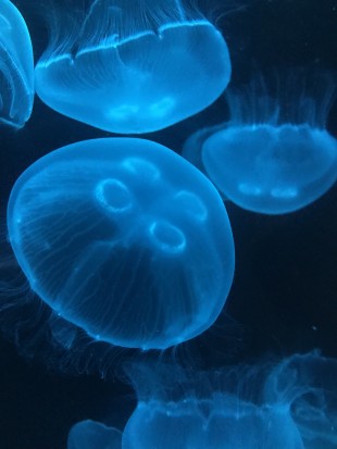 Moon Jellyfish