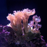 Giant Green Polyp Duncan
