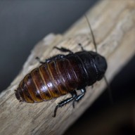Madagascar Hissing Cockroach
