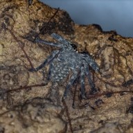 Tanzanian Whip Scorpion