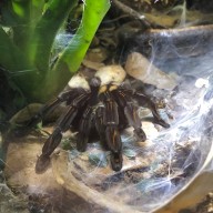 Venezuelan Suntiger Tarantula