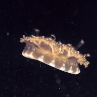 Upside-down jellyfish