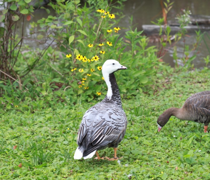 Emperor Goose  Ducks Unlimited