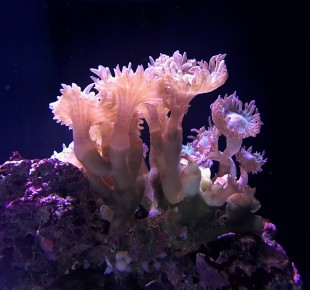 green giant polyp