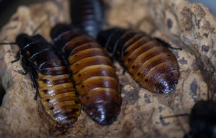 Screenshot 2021 08 18 104926