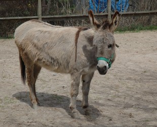 Donkey