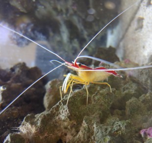 Skunk cleaner shrimp photo