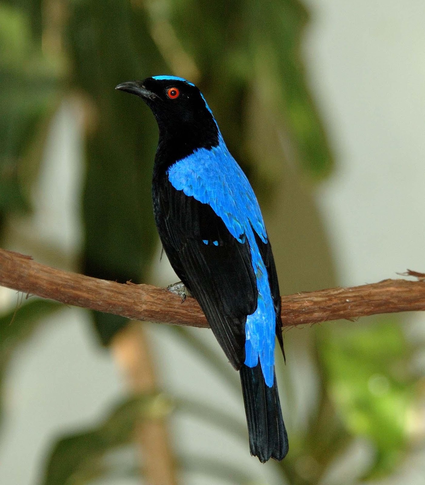 Asian Fairy Bluebird