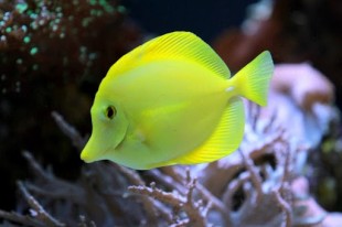 Yellow Tang