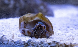 tricolored hermit v2