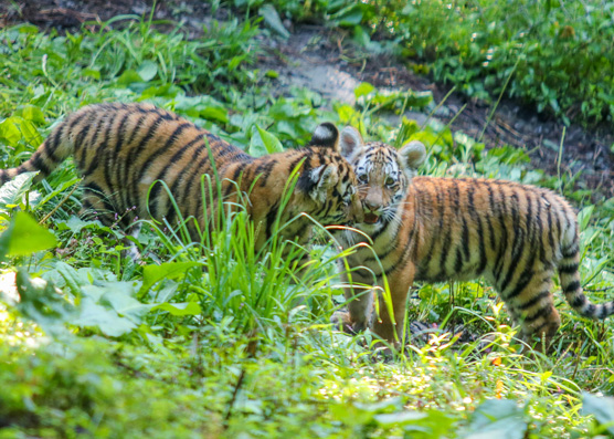 Celebration at AquaZoo Leeuwarden: Four Amur Tiger Cubs Born - ZooBorns