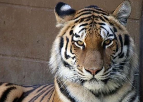 Amur tiger Zeya gives birth to twin cubs at Rosamond Gifford Zoo