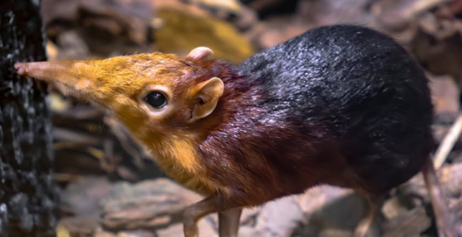 Elephant Shrew