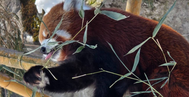 Red Panda Contest Winner