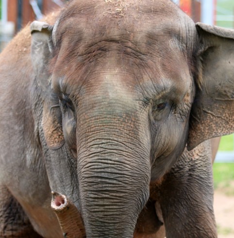 Rosamond Gifford Zoo Asian Elephant Expecting This Fall