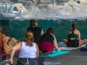 Yoga with the Penguins