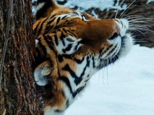 Winter 2026 Second Place - Kira Weston