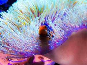 Winter 2026 Fourth Place - Alyssa Phillips