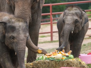 Asian Elephant Extravaganza