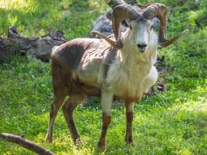 Cloned Argali Finds New Home