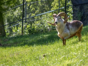 Cloned Argali Finds New Home