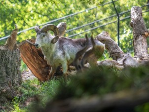 Cloned Argali Finds New Home