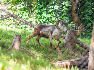Cloned Argali Finds New Home