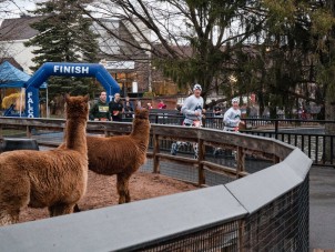 Zoo Run Run 2025