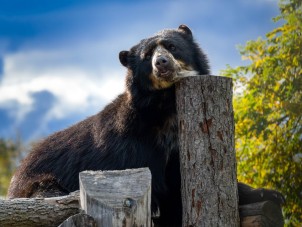 Fall 2025 Contest Winner -  Collins Van Gorden