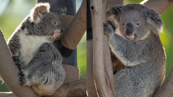 Supporting Friends of the Koala