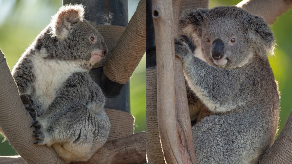 Australian Zoo Asks For Help Naming Rare White Koala, Koala