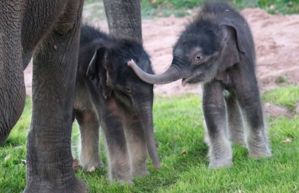 Asian Elephant Delivers Miracle Twins at Rosamond Gifford Zoo
