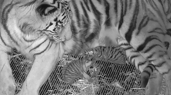 white tiger cubs with mother