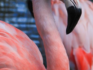 Vibrant Flamingo by Olivia Lane - June 2022 Winner