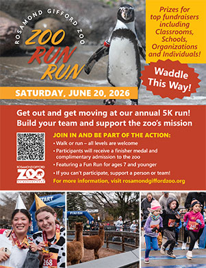 Download a Printable Zoo Run Run Flyer! 