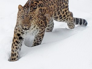 Amur Leopard in Snow by Stephanie O'Neil - February 2021 Second Place