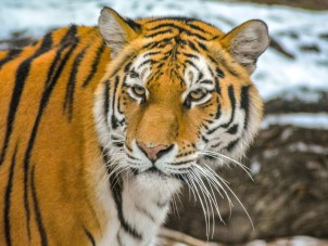 Amur Tiger Zeya Closeup by Ken VanWormer - January 2021 Third Place