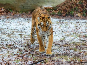 Amur Tiger Zeya by Rachel Deihl - January 2021 Second Place