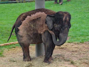 Asian Elephant Romani by Erica Holcomb - April 2021 Best Action Shot