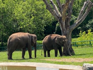 Asian Elephants Mali and Targa by Ann Bauder - July 2021 Honorable Mention