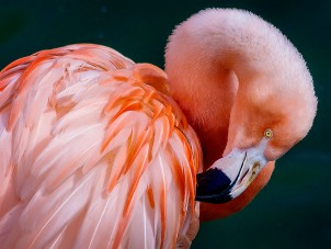 Chilean Flamingo Portrait by Vedika Shenoy - March 2021 Winner