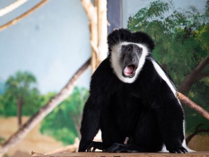 Colobus Monkey by Marketa Bement - February 2021 Honorable Mention