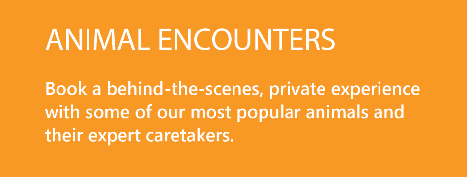 Animal Encounter Image Copy