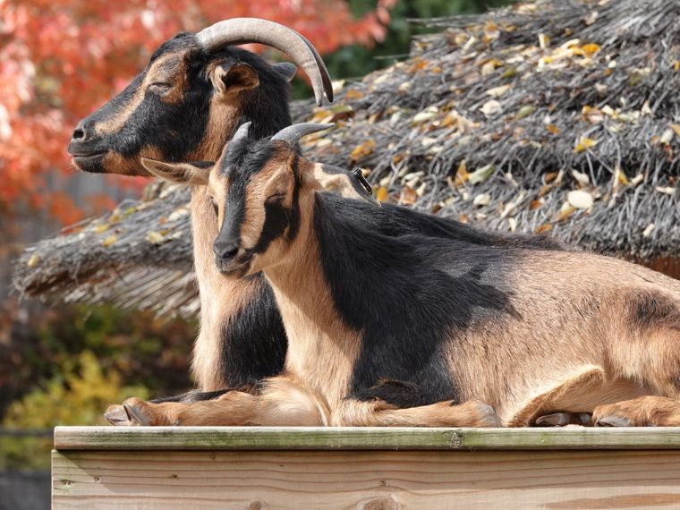 邦楽 ZORN OZROSAURUS Zeebra AREA AREA GOAT Creature Features